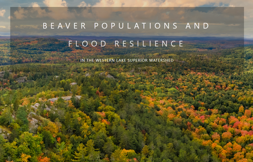 Beaver populations and flood resilience